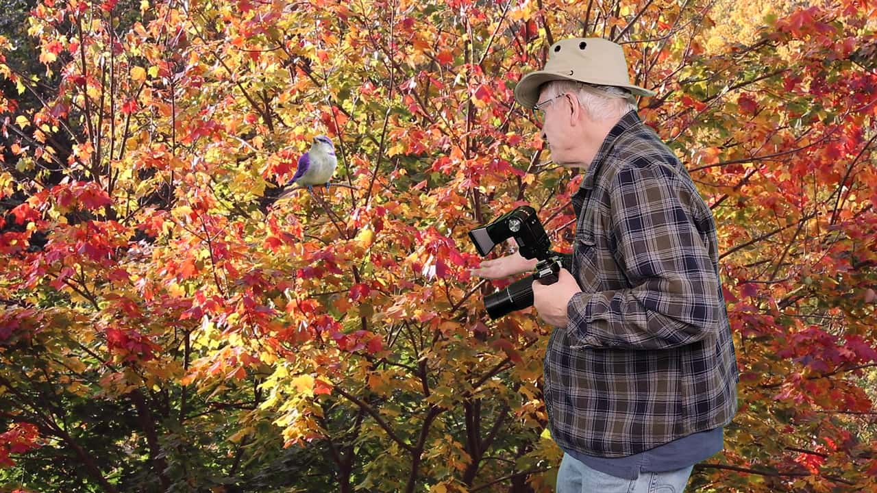 BuhBye2 The finished shot: Gary photographing a small bird in an autumn maple tree